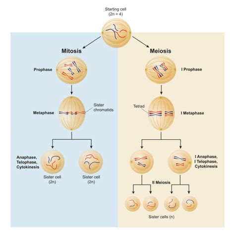 Mitosis Meiosis Illustrations, Royalty-Free Vector Graphics & Clip Art ...