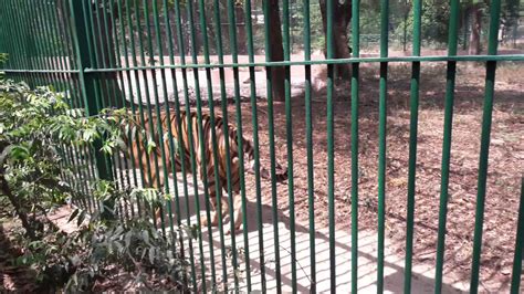 Lucknow zoo - 1 - YouTube