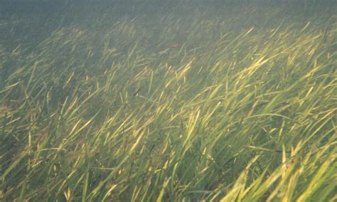 Eel Grass - Lake Bottom Blanket