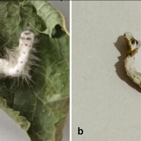 Mycosed Hyphantria cunea larvae by HC-Z1 (a) and HC-Z2 (b) strains | Download Scientific Diagram