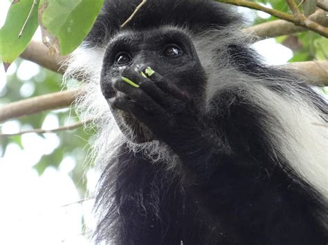 Colobus Monkey eating leaves in a tree 2 Photograph by Exploramum Exploramum | Fine Art America