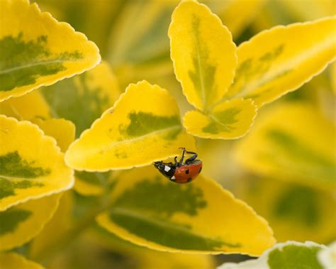 A Ladybug on a Leaf · Free Stock Photo