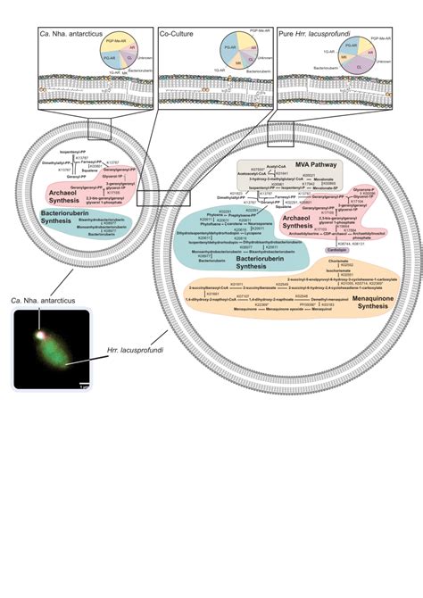 A schematic figure showing lipid composition and biosynthetic pathways ...