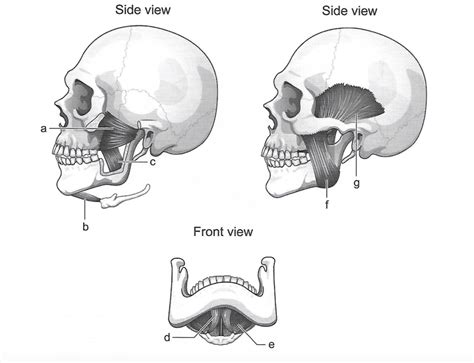 Muscles of the mandible Diagram | Quizlet