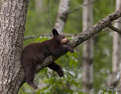 Sleeping Black Bear Cub Beauty | Brown-colored Black Bear cu… | Flickr