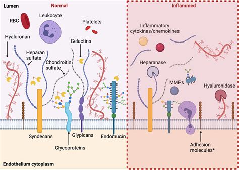 Glycocalyx Em