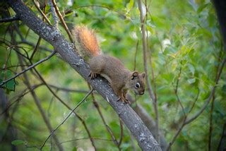 Invisible Squirrel | Frozen in fear, she becomes invisible. … | Flickr