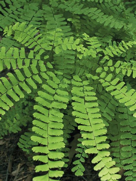 Adiantum pedatum Maidenhair Fern | Prairie Moon Nursery