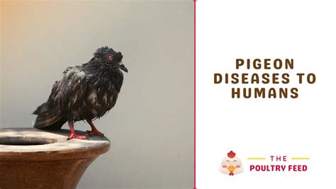 Pigeon Diseases to Humans - The Poultry Feed