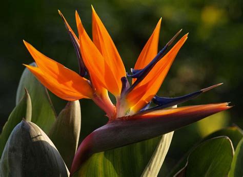 Oiseau du paradis : Entretien, plantation, culture - Super Déco