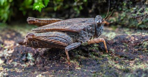 Grasshopper Predators: What Eats Grasshoppers? - A-Z Animals