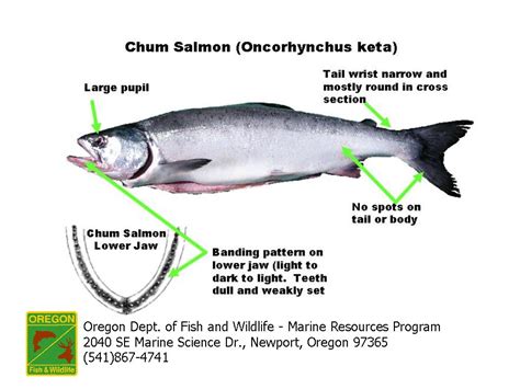 Chum Salmon Teeth