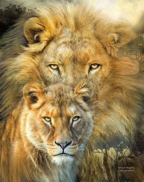 Pin by Denise McIntire on Cats | Lion and lioness, Big cats, Lions