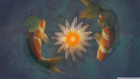 Koi Wallpapers - Top Free Koi Backgrounds - WallpaperAccess