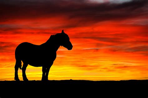 Horse And Sunset Silhouette Free Stock Photo - Public Domain Pictures