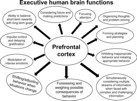 Prefrontal Cortex Function