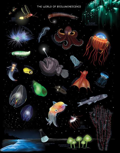 Bioluminescent Creatures Poster Educational Wall Art Gift for Science ...