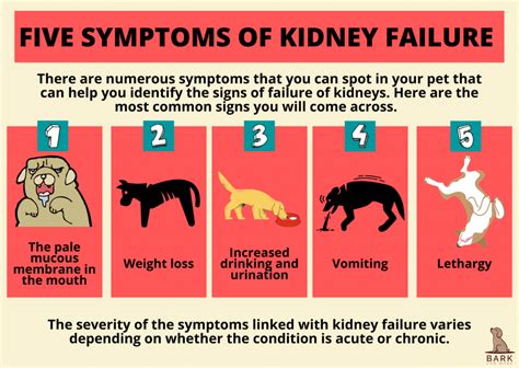 Diagnosis And Treatment Of Kidney Failure In Dogs | Bark For More