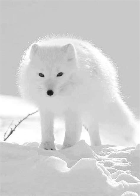 Arctic Fox | Express Photos