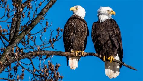 Male vs Female Bald Eagle Difference (Comparison Guide)