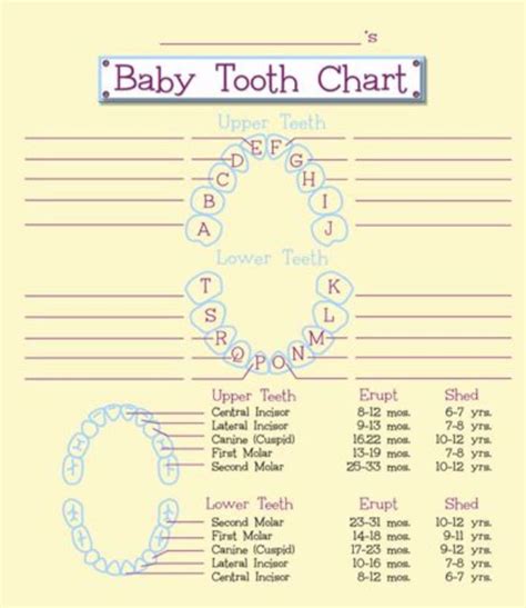 Baby Teeth Chart Printable Tape Teeth Onto Printable Chart - Free ...