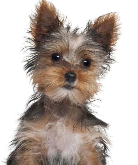 Male Yorkie Names Perfect For Cute Boys Like Yours