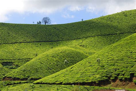 5 Beautiful Photos of Munnar Tea Plantations