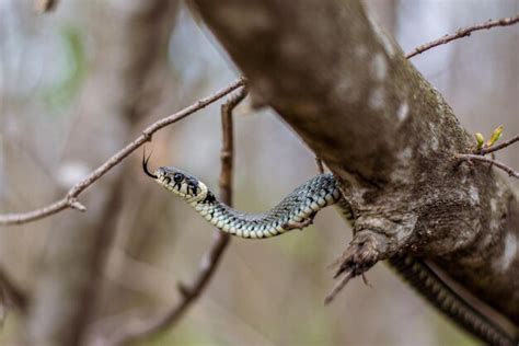 Premium Photo | A snake on a tree branch with the word snake on it