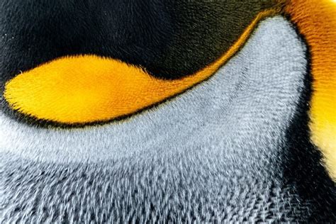 Insulated Pipes Inspired by Emperor Penguin — Innovation — AskNature