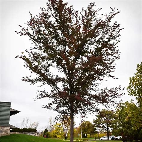 Frontier Elm Trees For Sale Online | The Tree Center