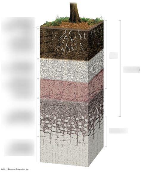 Soil Horizons Diagram | Quizlet