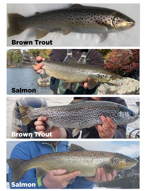 Landlocked Salmon and Brown Trout – Tips for Identifying Your Catch ...