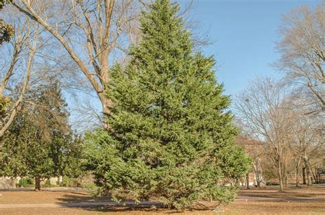 Facts About Cedar Trees - Learn How To Care For A Cedar Tree ...