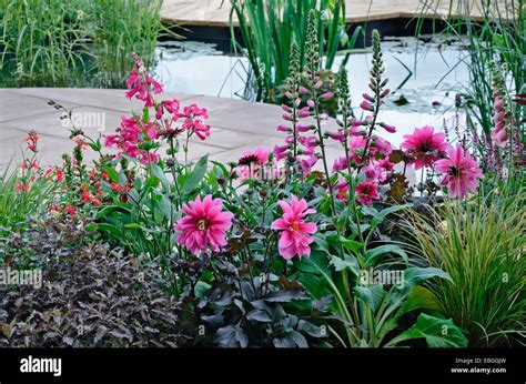 A colourful pink flower border with Foxgloves and Dahlia around a pond Stock Photo - Alamy
