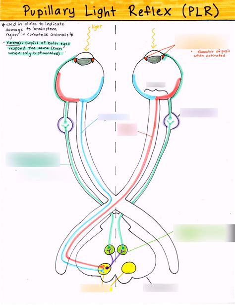 Ciliospinal Reflex