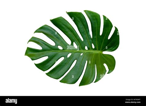 Monstera leaves leaves with Isolate on white background Leaves on white ...