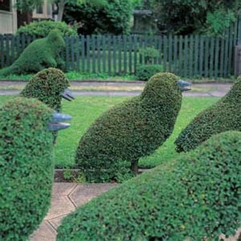 Topiary Design in Fun Animal Shapes