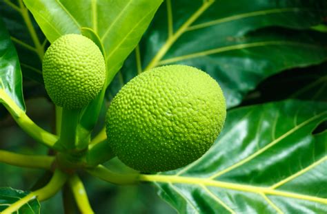 Opinion: How breadfruit became a staple food in the Caribbean - Pt. 1 ...