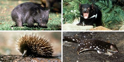 Tasmania animal guide (including where to find them!)