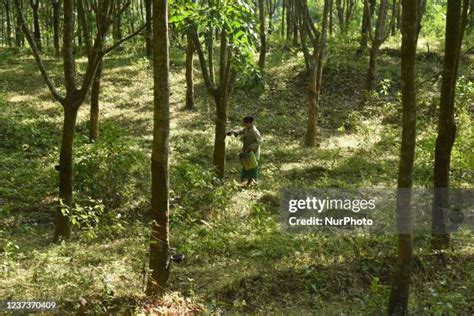 Assam Forest Photos and Premium High Res Pictures - Getty Images