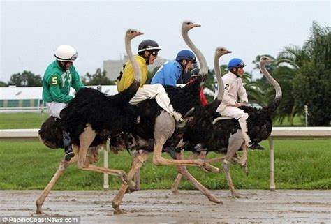 Let's Go To The Ostrich Races Tops The Morning Links | Ostriches ...