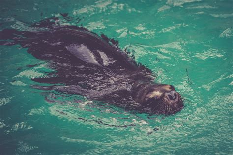 Sea Lion Free Stock Photo - Public Domain Pictures