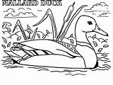 Wood Duck Coloring Page At GetColoringscom  Free Printable Colorings sketch template