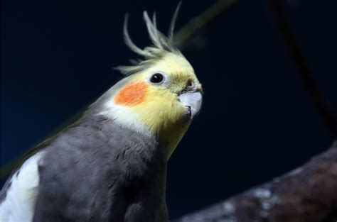 The Ultimate Guide To Cockatiels: Care, And Tips.