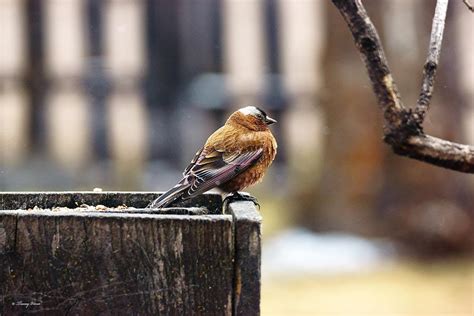 Gray Crowned Rosy Finch Photograph by Tracey Vivar - Fine Art America