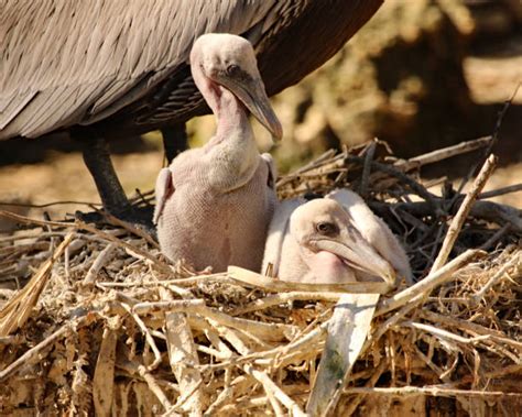 Baby Pelicans Stock Photos, Pictures & Royalty-Free Images - iStock