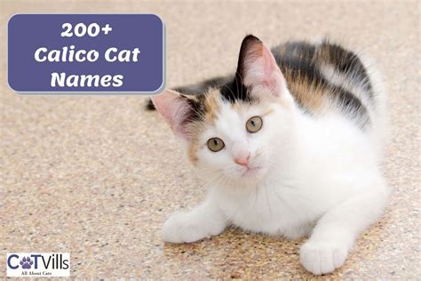 Calico Cat Names TOP 39 Names For Brindle Tricolor Cat, 52% OFF