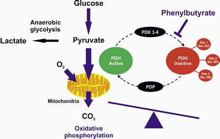 Phenylbutyrate increases activity of pyruvate dehydrogenase complex ...