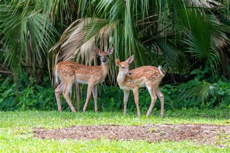 White-tailed fawns at Lake Panasoffkee Wildlife Management Area ...