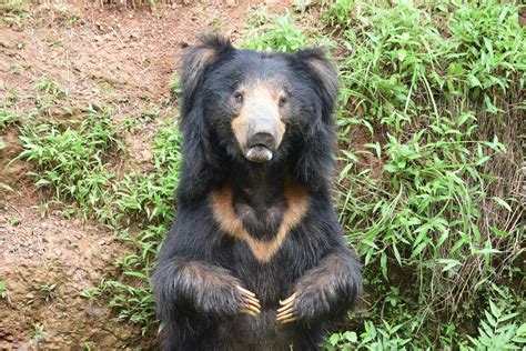 Free stock photo of #slothbear #predators #india